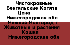 Чистокровные Бенгальские Котята › Цена ­ 15 000 - Нижегородская обл., Нижний Новгород г. Животные и растения » Кошки   . Нижегородская обл.